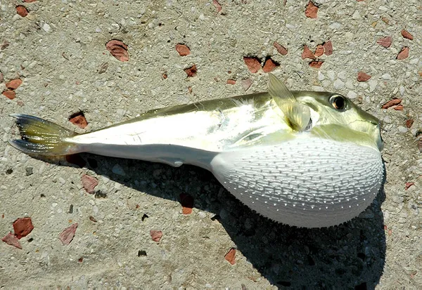 Balon balığı zehrinden dünyaya umut olacak buluş! 1 gramı 1 milyon euro! Kanser hastalığına deva olacak!-2