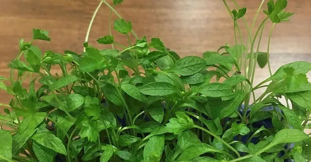 Diyabete de maydanoz! faydaları saymakla bitmiyor...