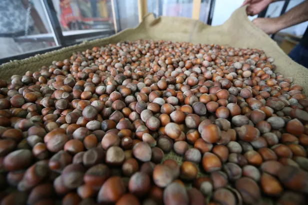 findik-fiyatlari-ne-kadar-giresun-sakarya-ordu-duzce-samsun-il-il-findik-fiyatlari-guncel-liste-1631530968187.jpg Fındık fiyatları ne kadar? Giresun, Sakarya, Ordu, Düzce, Samsun il il fındık fiyatları güncel liste-3