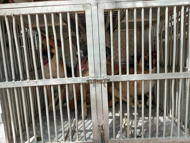 vahset-bahcesinde-10-olu-kopek-bulunan-kadin-gozaltina-alindi-1628273178804.jpeg Vahşet! Bahçesinde 10 ölü köpek bulunan kadın gözaltına alındı!-2