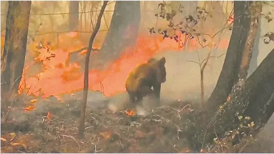 Avustralya'da aylardır devam eden yangınlarla ilgili korkunç iddia!-1