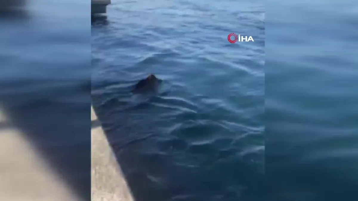 Beykoz'da ilginç anlar! Denizde domuz gören balıkçı: “Palamuta geldik, domuz bulduk”