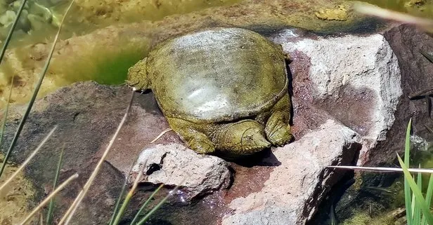 Nesli tükenme tehlikesi altında olan Fırat kaplumbağası Beylikdüzü’nde bulundu