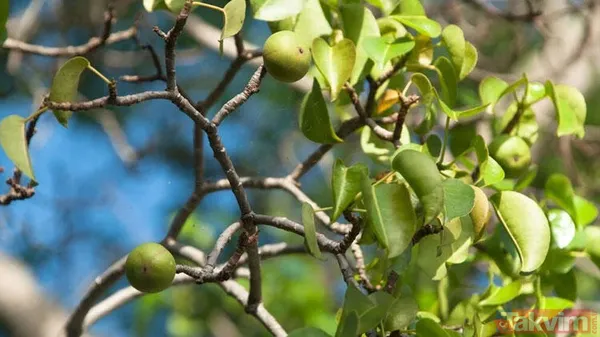 Dünyanın en tehlikeli ağacı! Dallarının altında durmak bile öldürebilir - 1