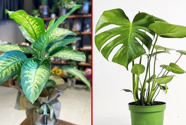 Evde baktığı bitkiden zehirlendi! Uzmanı uyardı! Bu türlere dikkat