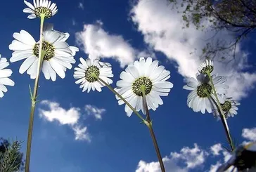 Cemre havaya düştü!