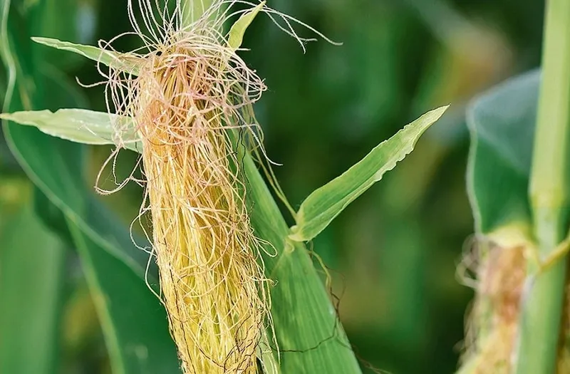 puskulunu-sakin-cope-atmayin-o-derde-sifa-kaynagi-oluyor-1716563223324.jpg O derde şifa kaynağı oluyor! Püskülünü sakın çöpe atmayın!-2
