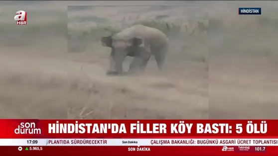 Hindistan’da filler köy bastı: 5 ölü!