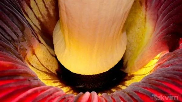 KORKUNÇ KOKUYA RAĞMEN İLGİ BÜYÜK 🔸Washingtonian dergisinde yer alan bilgilere göre, Washington DC'deki ABD Botanik Bahçesi, nadir ve kısa süreli...