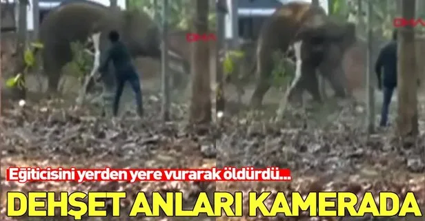 Hindistan’da fil, eğiticisini yerden yere vurarak öldürdü