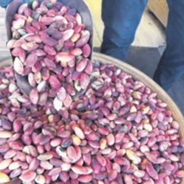 Taze Antep fıstığı tezgahta: 500 TL