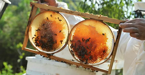 Bal ihracatından 18 milyon dolarlık gelir