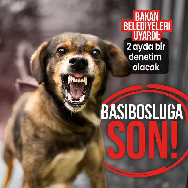 İçişleri Bakanı Ali Yerlikayadan belediyelere Başıboş köpek uyarısı: 2 ayda bir denetim yapılacak!