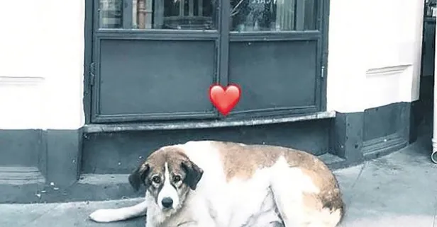 CHP'nin hizmet anlayışı heykelden öteye gitmiyor! Bu kez de Nişantaşı'nda hayatını kaybeden köpeğin heykeli yaptı