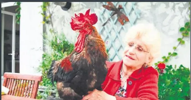 Fransa'da 'vakitsiz öten horoz' davası