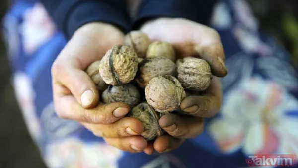 Fındık, fıstık Değil: Doktorlar açıkladı! Ömrü uzatan ve DNA’yı koruyan kuruyemiş belli oldu - 5
