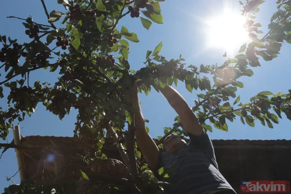 Balıkesir Bigadiç'te 650 rakımlı mahallede yetişen kirazın kilosu bahçede 2 lira pazarda 15 lira - 1