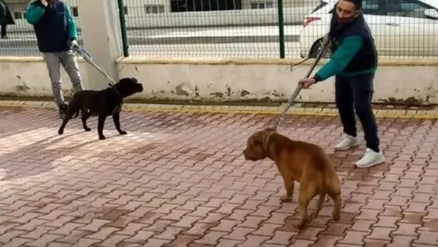 asiye-ates-oldu-mu-saglik-durumu-nasil-gaziantepte-pitbull-saldirisina-ugrayan-cocugun-son-durumu-1640249704617.jpeg Gaziantep'te pitbull saldırısına uğrayan çocuğun son durumu! Asiye Ateş sağlık durumu nasıl son dakika?-4