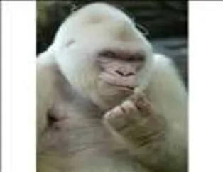 Albino Hayvanlar