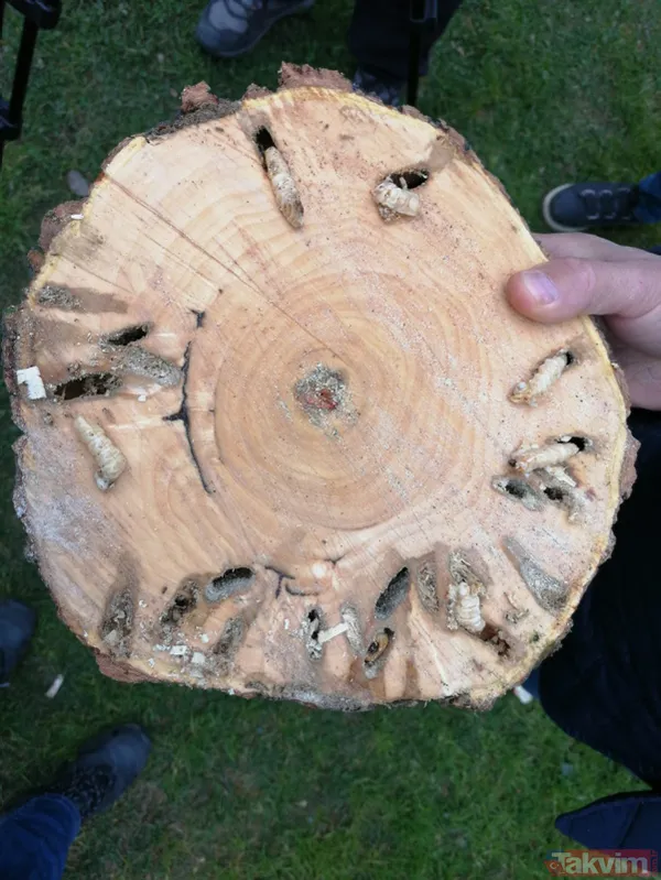 SON DAKİKA: İstanbul için yeni tehlike kapıda! Teke böceği yüzünden 2 ayda 180 ağaç kesildi - 5