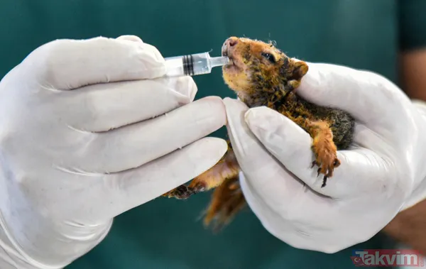 Antalya'daki yangında kurtarılan bir aylık sincap yaşatılmaya çalışılıyor - 12