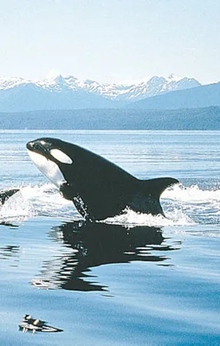 Rüyada balina görmek ne anlama gelir?