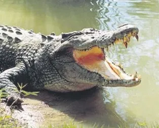 Sahibinden satılık timsah