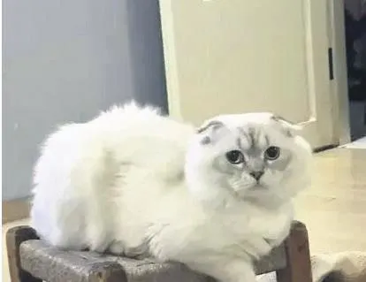 Yumak hare’cat’ı!