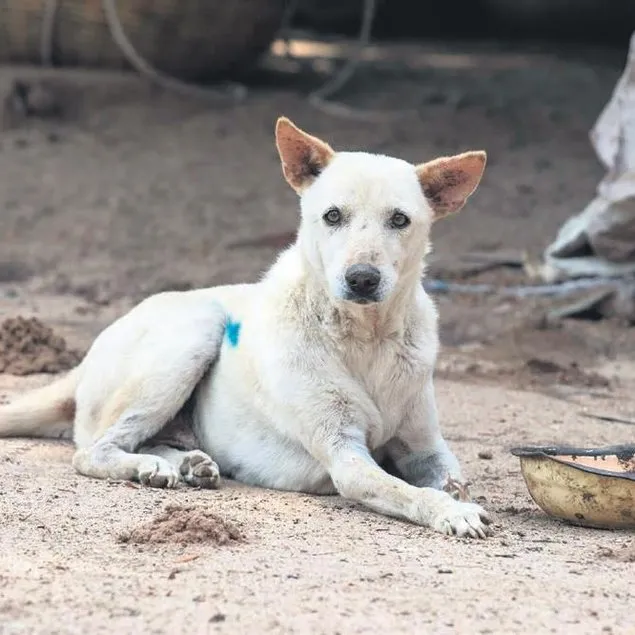 ’Dog’ru karar
