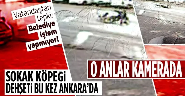Ankara’da 4 sokak köpeği 10 yaşındaki çocuğa saldırdı