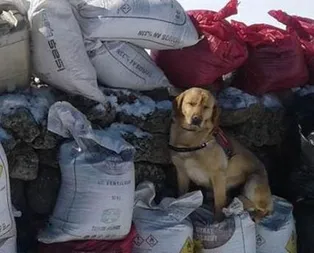 Bingöl’de 2 ton patlayıcı ele geçirildi