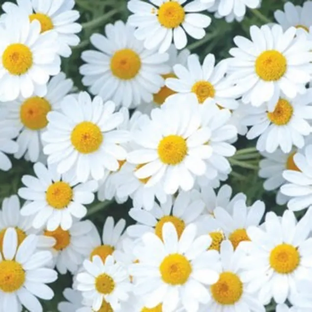 Kabızlığa papatya