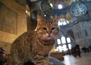 Son dakika: İstanbul Valisi Ali Yerlikayadan kedi Gli paylaşımı