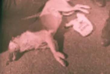 Eyüpsultan’da vahşet! Sokak köpeğini tüfekle öldüren caniye 5 yıl istemi