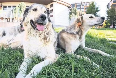 Avrupa 52 yıl önce halletti