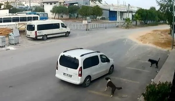 Antalya'da köpekleri bilerek ezen o vicdansız yakalandı-4