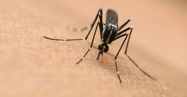 her-yil-800-bin-insani-tek-isirikla-olduren-hayvan-kapidan-kovsan-bacadan-giriyor-1705327147768.jpg Her yıl 800 bin insanı tek ısırıkla öldüren hayvan! Kapıdan kovsan bacadan giriyor-3