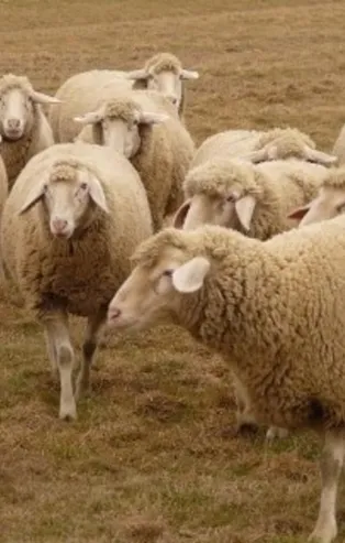 Ziraat Bankası küçükbaş hayvan kredisi şartları Şubat 2021! Koyun kredisi veren bankalar…