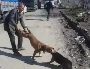 İstanbul’da Pitbull dehşeti kamerada