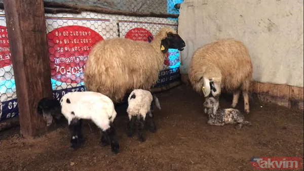 Dondurucu soğukla mücadele! Kuzulara soba başında biberonla bakıyorlar - 14