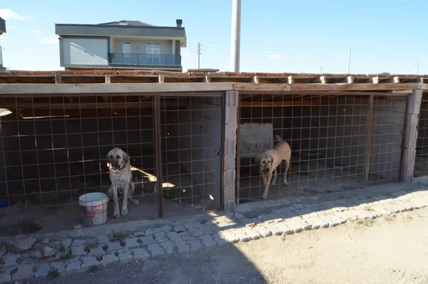 30-bin-tl-degerindeki-malakli-cinsi-kopegi-calindi-bulana-gorene-ve-haber-verene-yarim-altin-verecek-1633604191441.jpg 30 bin TL değerindeki 'Malaklı' cinsi köpeği çalındı! Bulana görene ve haber verene yarım altın verecek-7