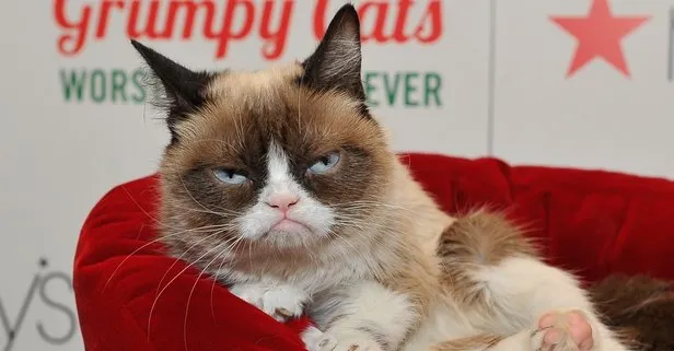 Sosyal medya fenomeni Grumpy Cat hayatını kaybetti