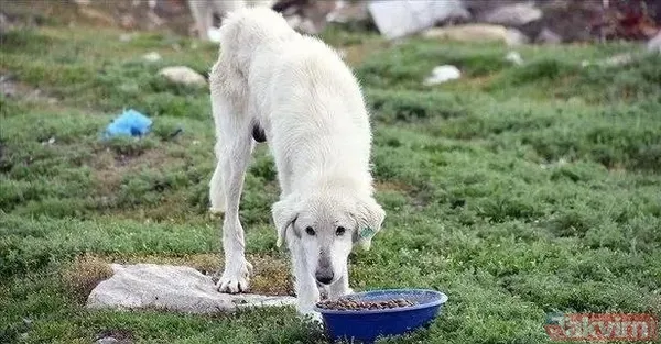 'Köpekperest' provokasyonda FETÖ izi! Başrolde başıboş tetikçi Cevheri Güven: Mama lobisine taktik, küstah tehdit - 12