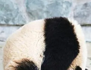 Bilim adamlarını şaşırtan panda!
