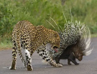 Leoparın zor anları