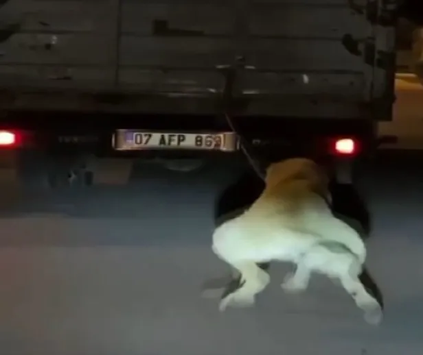 antalyada-vicdansiz-surucu-kopegi-kamyonun-arkasina-baglayip-surukledi-1652027853021.jpg Antalya'da vicdansız sürücü köpeği kamyonun arkasına bağlayıp sürükledi-2