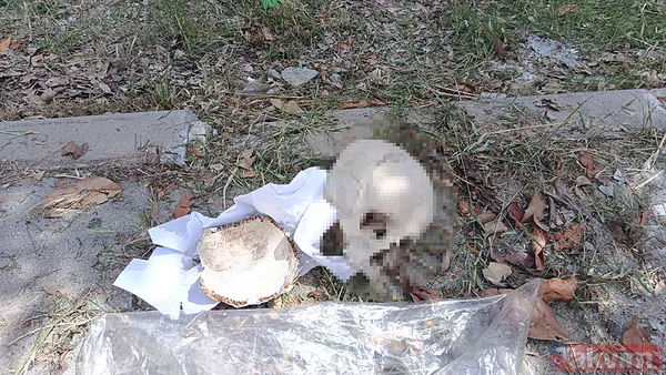 "Eğitim Amaçlı Kullandım" Emniyetteki İfadesinde, "Eğitim Amaçlı Kullandım. Bundan Sonraki Öğrencilerin De İşine Yarayabileceğini Düşündüğüm İçin Saklıyordum"...