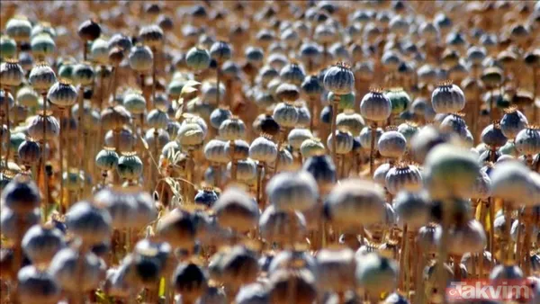 Anadolu’nun bereketi küresele taşındı! Türkiye’den 7 ürün dünya lideri - 8