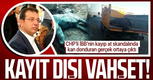 SON DAKİKA: CHP’li İBB’nin kayıp at skandalında kan donduran gerçek: Kayıp atlara kayıt dışı ilaç