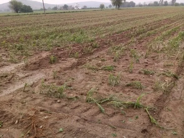 Adana'da fırtına hayatı felç etti-3